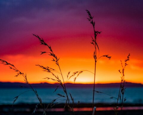 new zealand