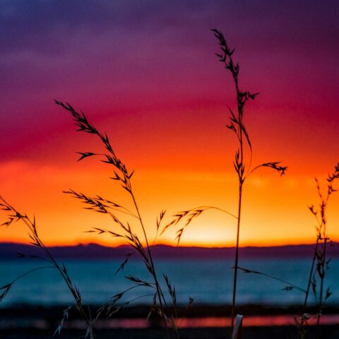 new zealand