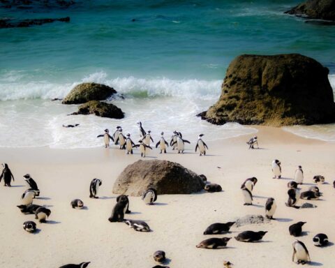 south africa